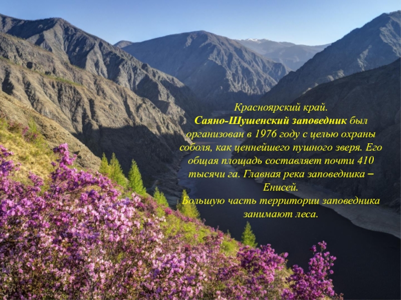 Красноярский край. Саяно-Шушенский заповедник был организован в 1976 году с целью охраны соболя, как ценнейшего пушного зверя.