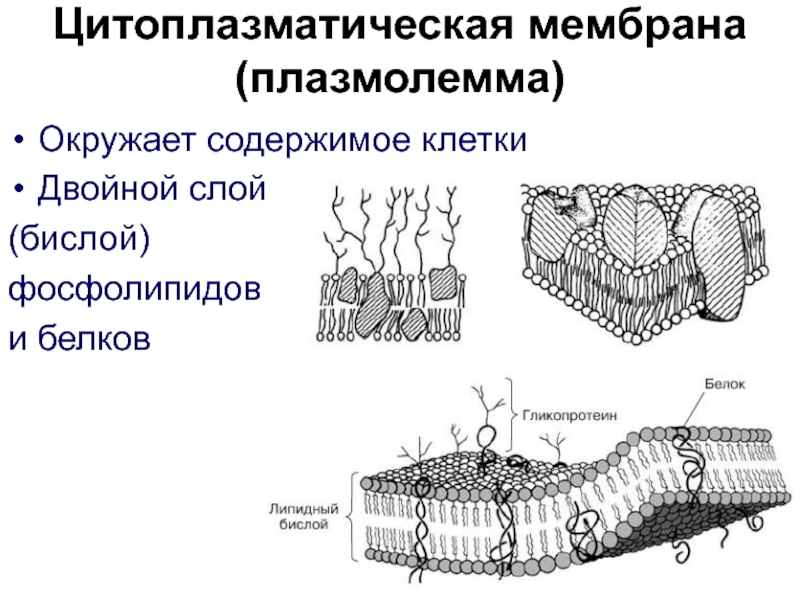 Поверхностные клетки. Строение цитоплазматической мембраны. Строение цитоплазматической мембраны клетки. Структура клетки цитоплазматическая мембрана. Строение наружной цитоплазматической мембраны.