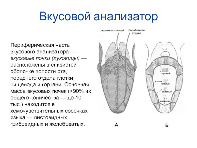 Дополните схему строение периферического отдела вкусового анализатора