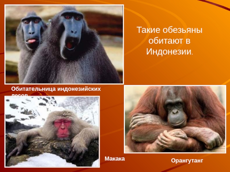 В какой природной зоне обитают обезьяны. Обитание обезьян. Обезьяны водится в России. Приматы обитающие в России. Где обитают приматы.