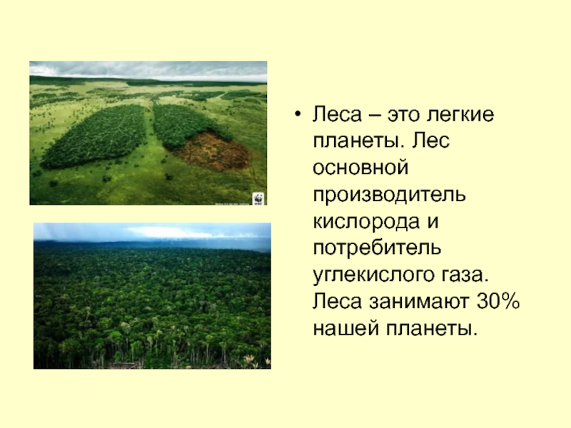 Легкие леса. Лес легкие планеты. Легкие планеты. Леса легкие нашей планеты. Леса Сибири легкие планеты.