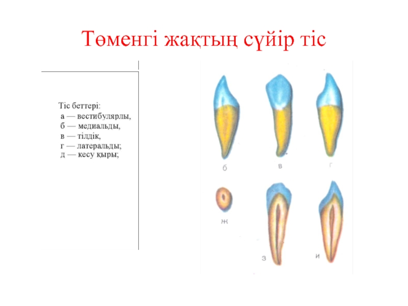 Тістем түрлері презентация