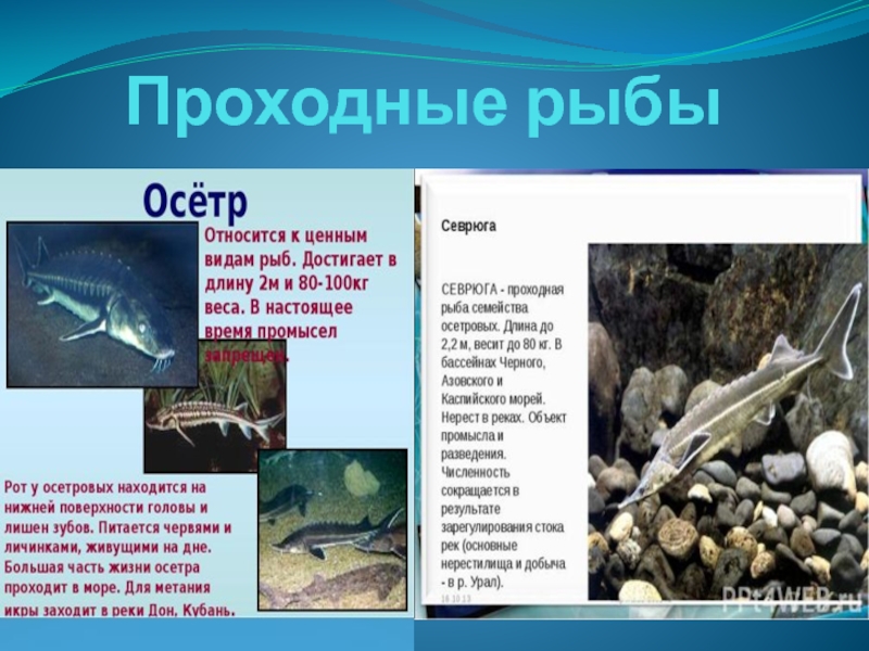 Сообщение классы рыб. Проходные рыбы. Названия проходных рыб. Проходные и непроходные рыбы. Примеры проходных рыб.