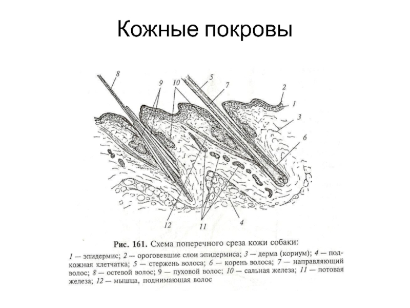 Покров птиц. Строение кожи птиц схема. Строение кожного Покрова птиц. Схема поперечного среза кожи собаки. Строение кожных покровов птиц схема.