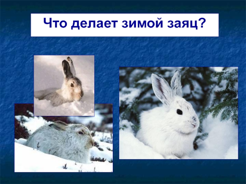 Что делает зимой заяц?