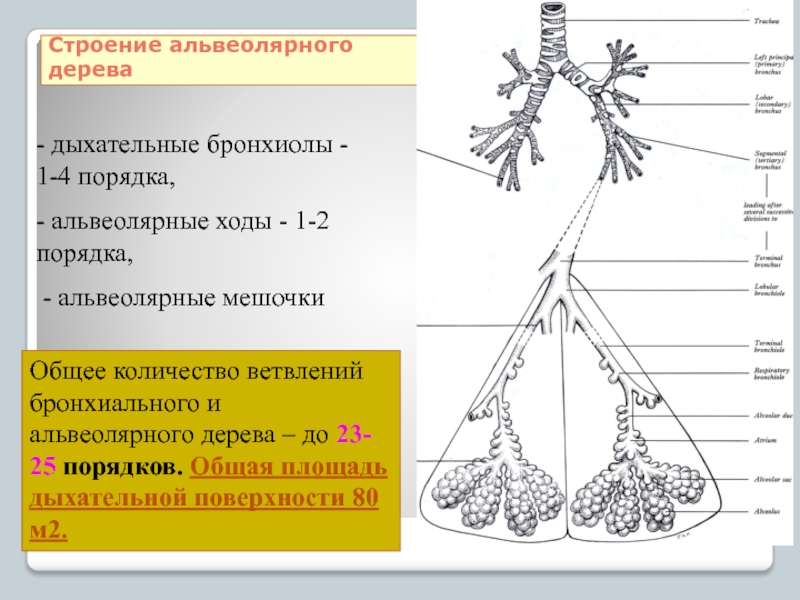 Ветвление крупных бронхов происходит в органе который обозначен на рисунке буквой