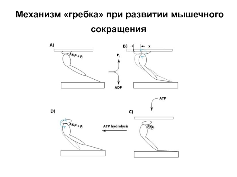 Прибор для записи графического изображения мышечных сокращений