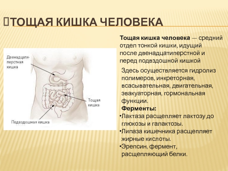 Характеристика тонкой кишки. Терминальный отдел подвздошной кишки. Функции подвздошной кишки у человека.