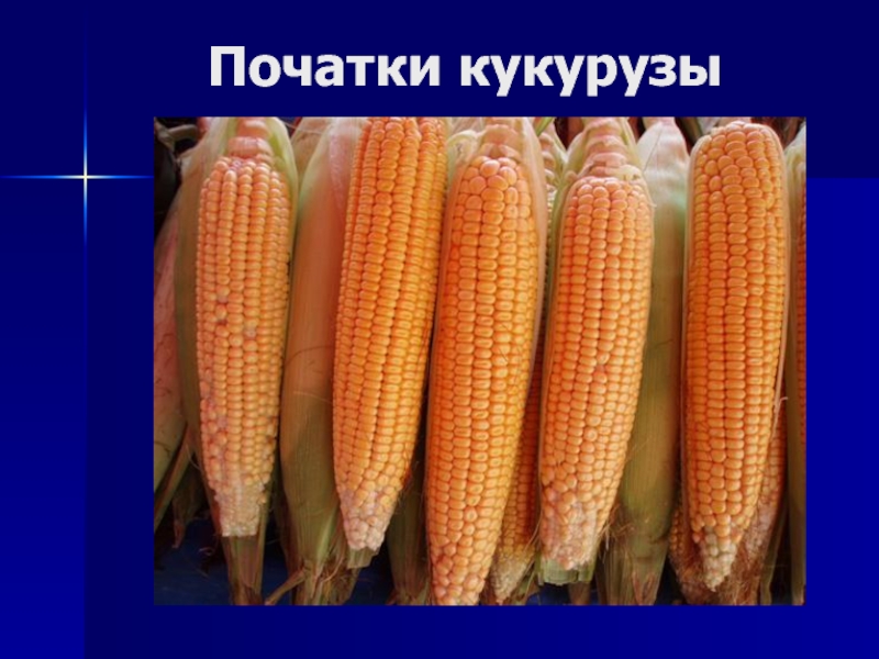 Дары нового света биология 6. Дары старого и нового света 6 класс. Дары нового и старого света биология 6 класс. Дары старого света и нового света биология 6 класс. Мороженое кукурузный початок.