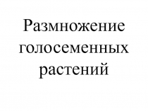 Размножение голосеменных растений