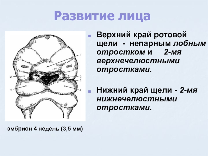 Формирование лица. Контур ротовой щели.