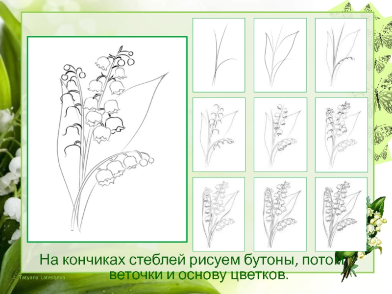 Как рисовать ландыш поэтапно