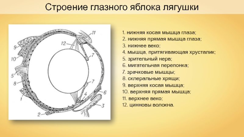 Схема строения глаза земноводных рисунок 178