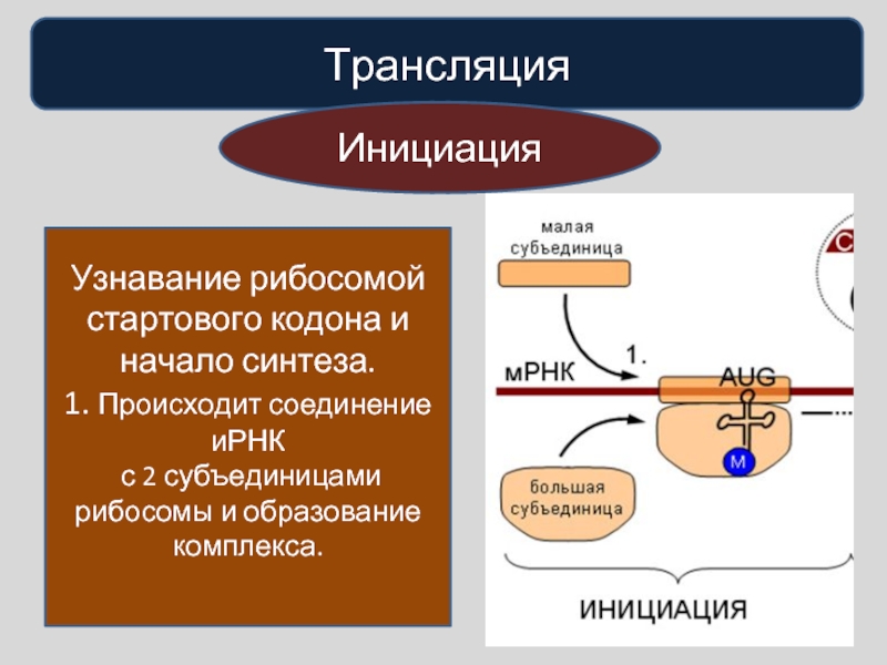 У эукариот рибосомы образуются