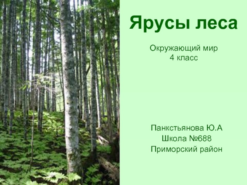 Презентация Ярусы леса