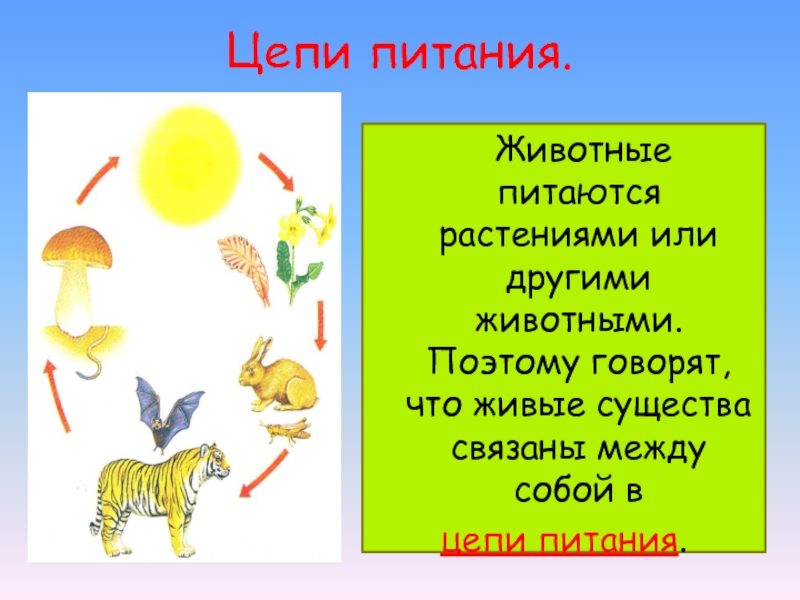 Кто что ест окружающий мир. Все живые существа питаются. Все живые существа связаны между собой в цепи питания. Цепи питания живые существа связаны между собой в цепи питания. Живые существа связаны между собой в.