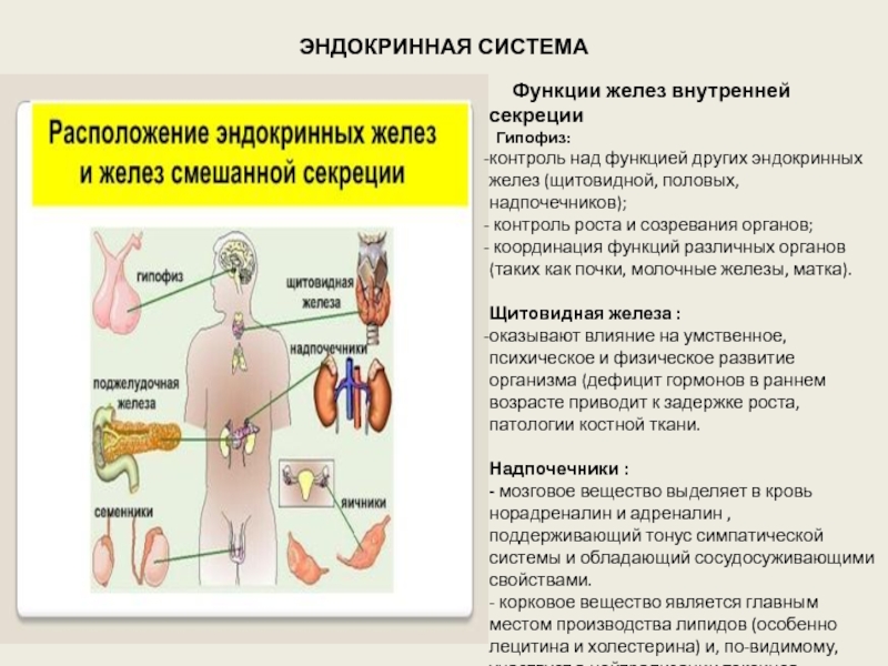 Какой орган формирует временную эндокринную железу