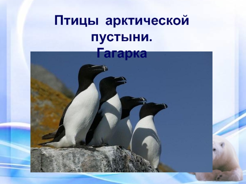 Животные арктических пустынь сообщение. Гагарка арктических пустынь. Зона арктических пустынь Гагарка. Арктические пустыни Гагарка. Птицы арктической пустыни.