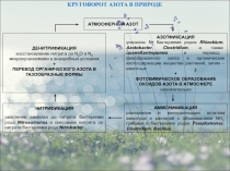 Круговорот азота в природе
АТМОСФЕРНЫЙ АЗОТ
ДЕНИТРИФИКАЦИЯ
восстановление