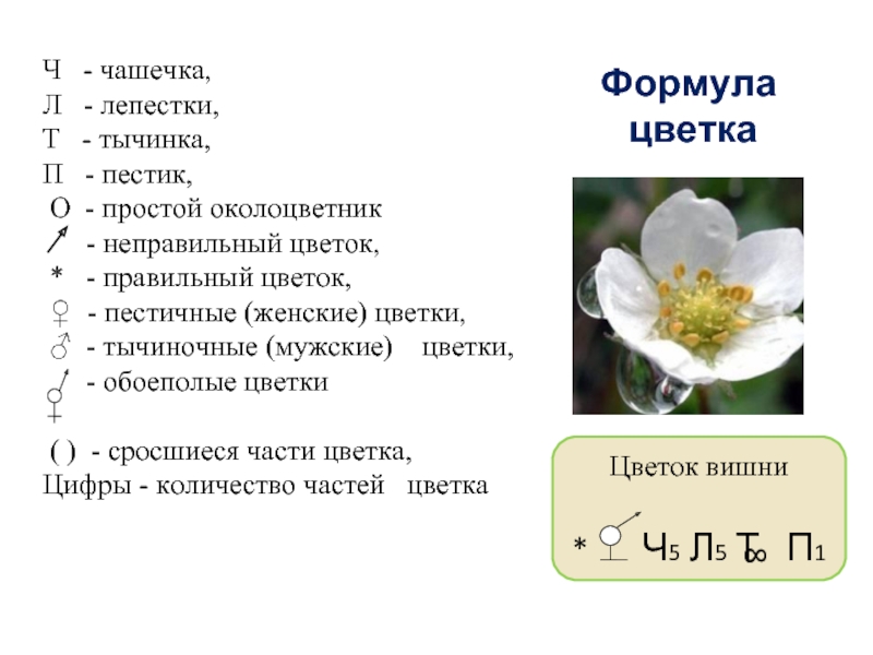 Формула цветка Ч  - чашечка,Л  - лепестки,Т  - тычинка,П  - пестик, О -