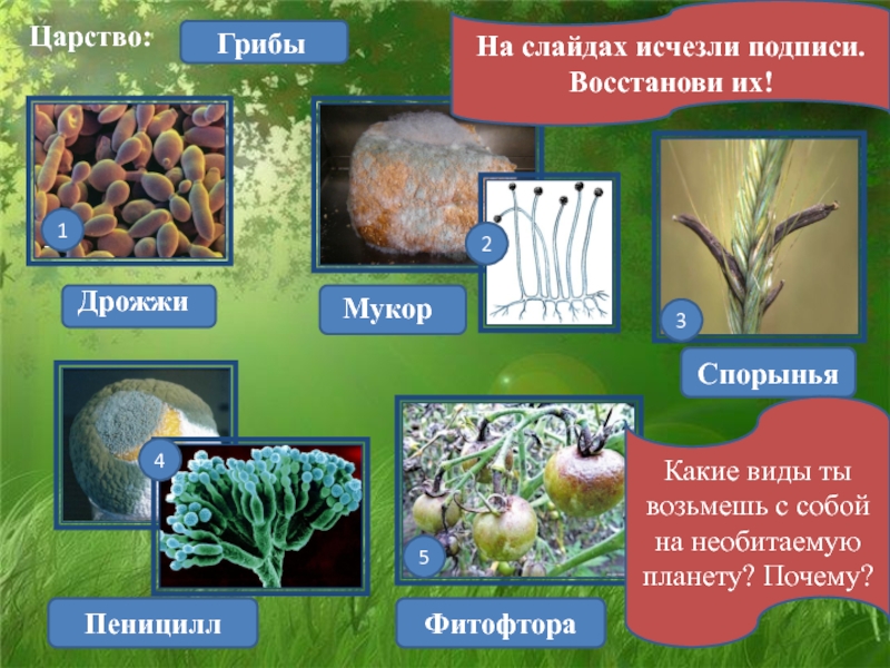 Мхи 5 класс презентация