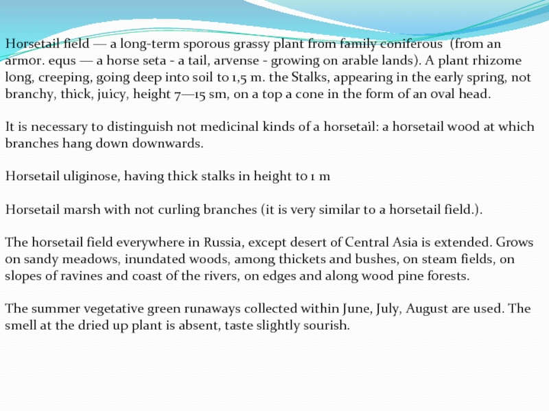 Horsetail field — a long-term sporous grassy plant from family coniferous (from an armor. equs — a