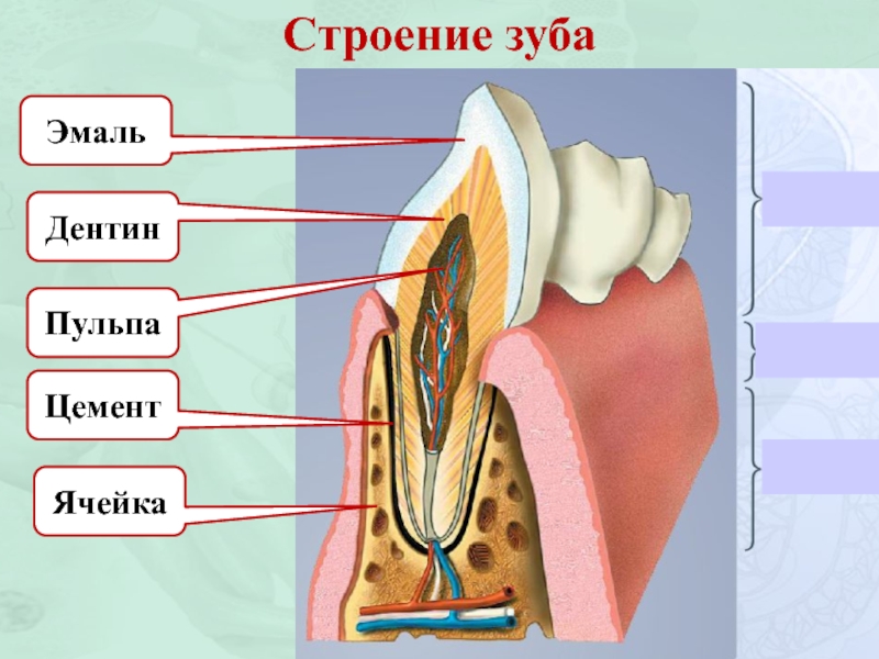 Строение полости рта строение зуба. Строение зуба. Строение зуба эмаль дентин. Строение зуба млекопитающих.