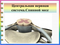 Центральная н ервная система.Спинной мозг