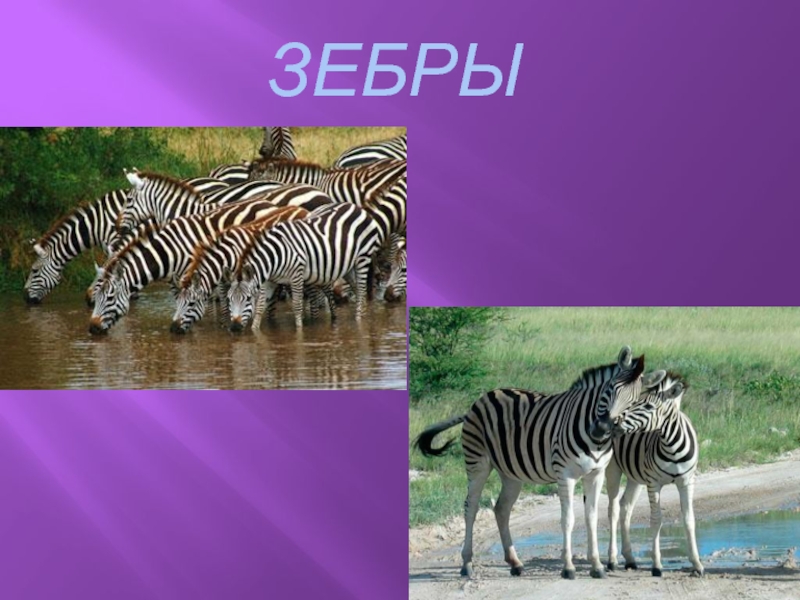 Зебры