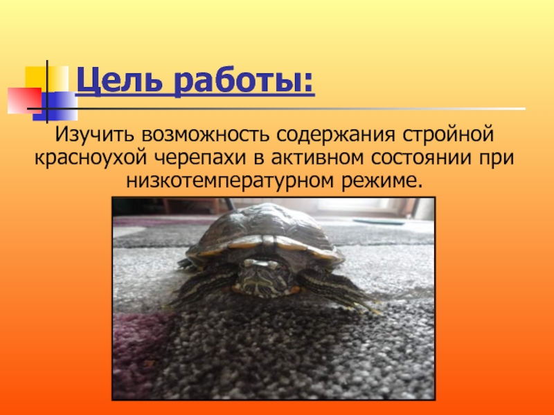 Как зимуют черепахи. Черепаха к цели. Где зимуют черепахи. Как зимуют черепахи в России. Где зимуют черепахи речные.