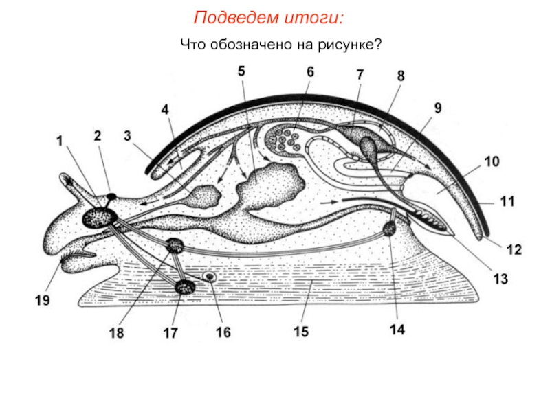 Органы моллюска на рисунке