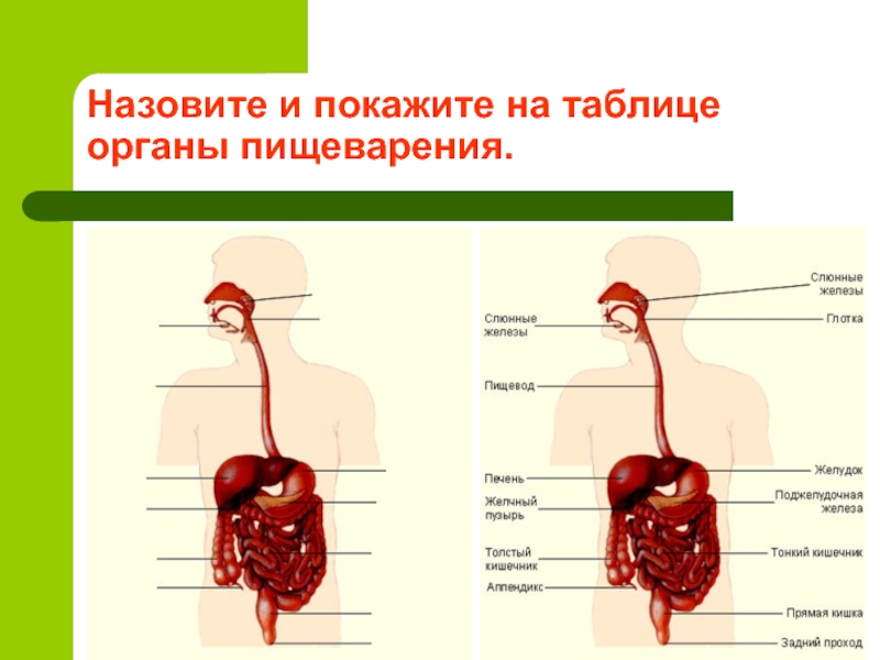 Пищеварительные органы человека таблица