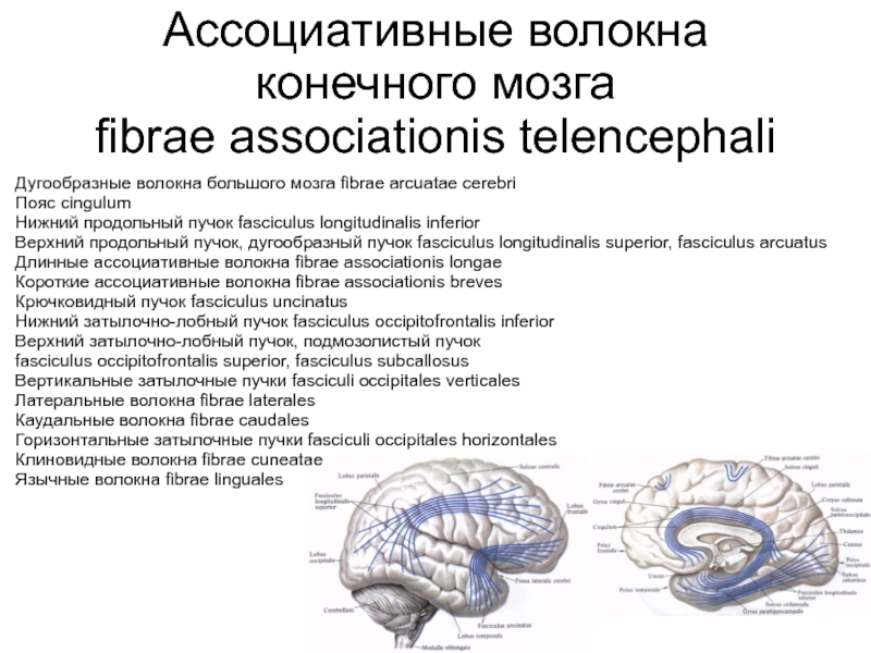 Проводящие волокна мозга. Ассоциативные волокна конечного мозга. Дугообразные волокна большого мозга. Пучки конечного мозга. Ассоциативные пути конечного мозга.