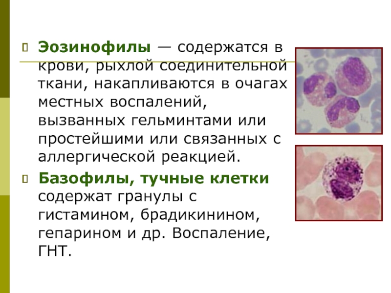 Эозинофильный лейкоцитоз. Клетки соединительной ткани эозинофилы. Тучные клетки (тканевые базофилы). Регуляторные ферменты эозинофилов. Эозинофилы строение клетки.