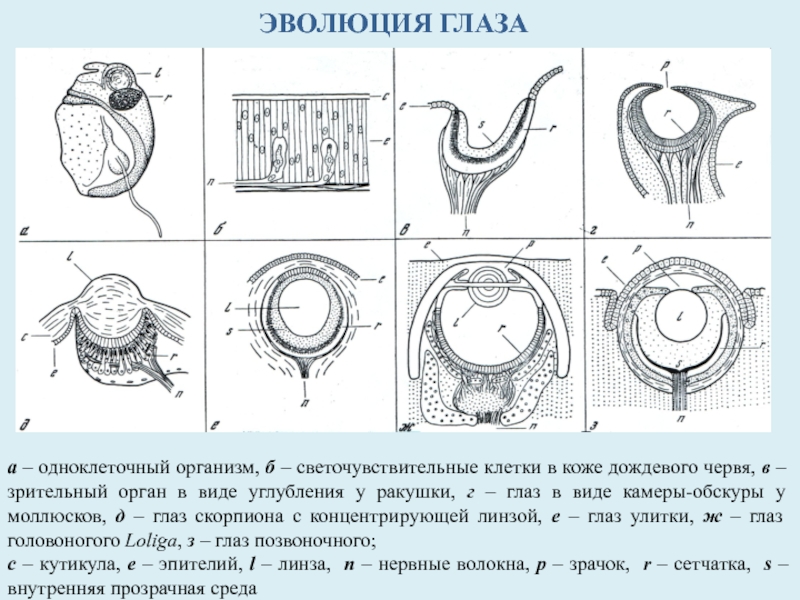 Органы зрения у животных. Развитие органа зрения в филогенезе. Эволюция органа зрения у позвоночных. Эволюция органов зрения у животных. Строение и развитие глаза.