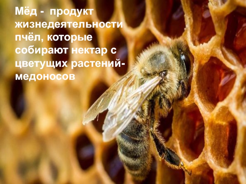 ТЕСТИРОВАНИЕ ЭКСПРЕСС-МЕТОДОВ ОПРЕДЕЛЕНИЯ ФАЛЬСИФИКАЦИИ МЕДА Мёд - продукт жизнедеятельности пчёл, которые собирают нектар с цветущих растений-медоносов Мёд - продукт жизнедеятельности пчёл, которые собирают нектар с цветущих растений-медоносов