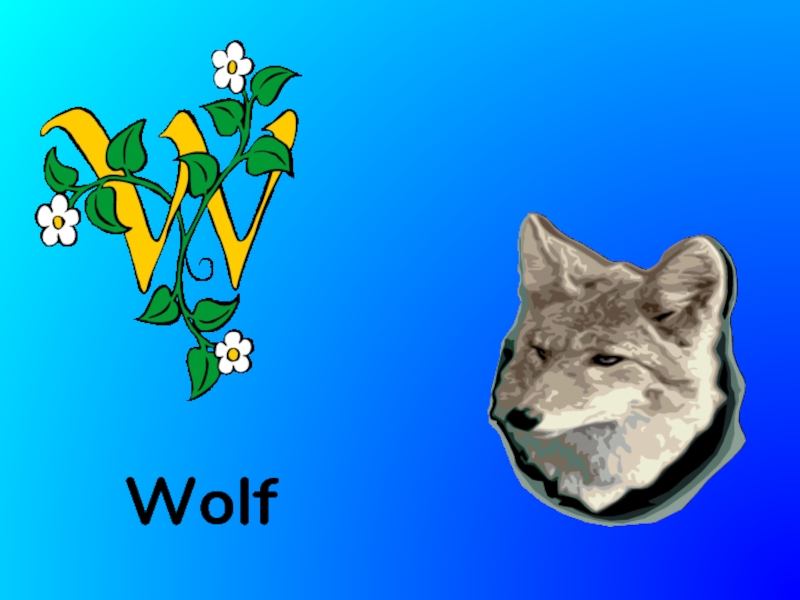 Слово wolf. Волчий алфавит. Wolf слово. Алфавит Волков. Волка 24.