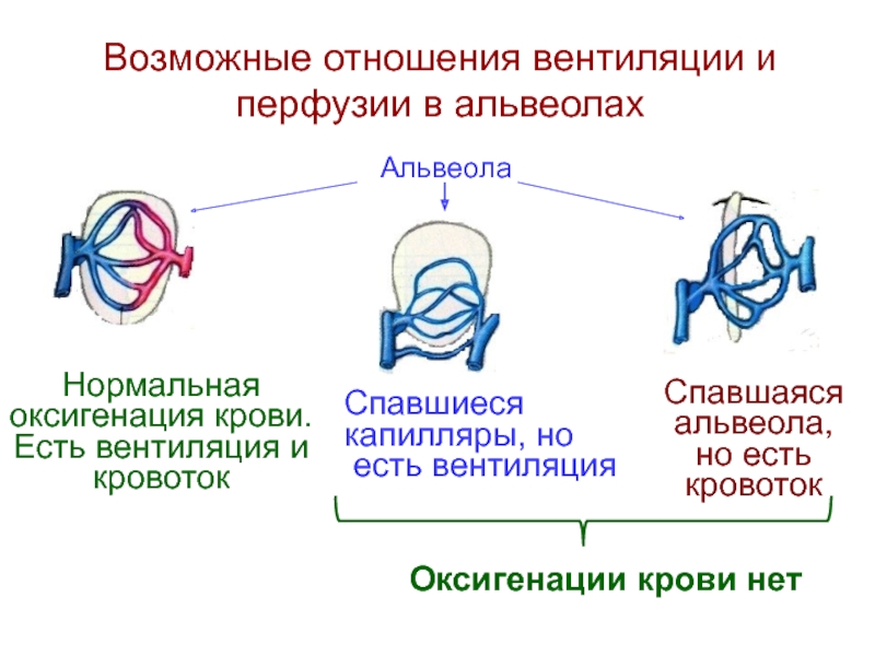 Соотношение вентиляции и перфузии. Перфузия и вентиляция. Соотношение вентиляции и перфузии в легких. Взаимоотношения между вентиляцией и кровообращением.