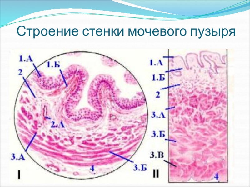 Слои стенки мочевого пузыря. Строение стенки мочевого пузыря. Стенкеии мочевого пузыря. Строение стенки мочевого пузыря анатомия.