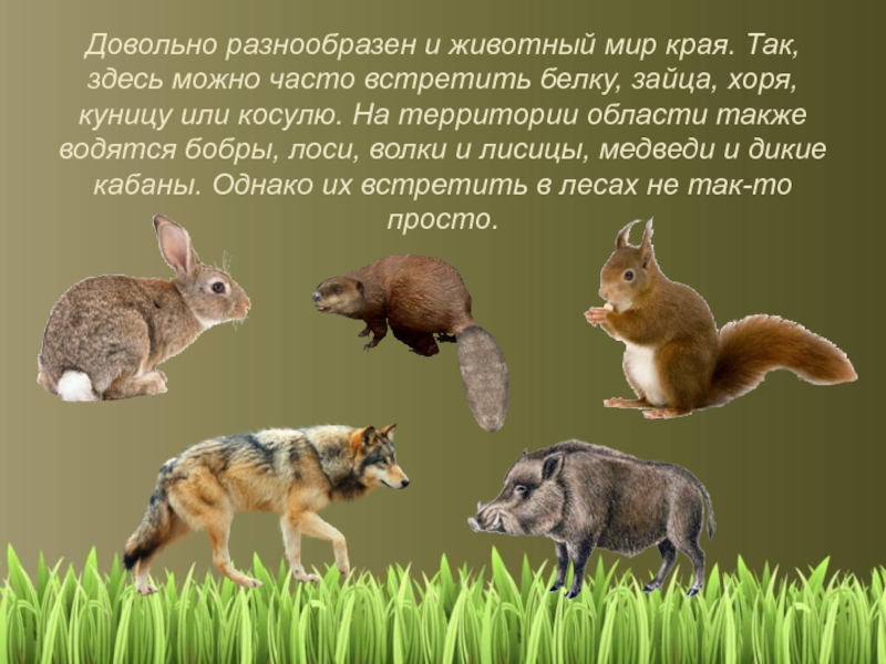 Различие зайца и белки. Разнообразие природы Ленинградской области. Белка и заяц. Маша и медведь белка и заяц. Белка и заяц различия.