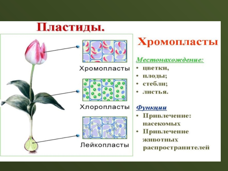 Хромопласты функции. Характеристика пластиды хромопласты. Хлоропласты и хромопласты таблица. Особенности строения хромопластов.