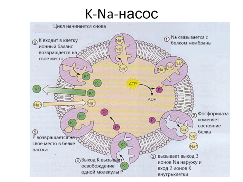 Возбудимые ткани физиология презентация