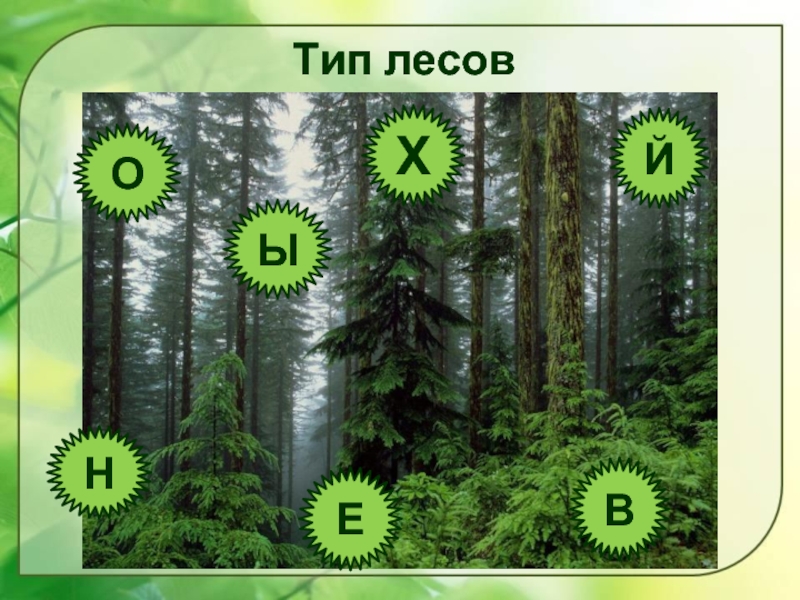 Типы лесов. Жизнь леса Тип леса. Тип леса Езш т234. Стенд жизнь леса 2 класс.