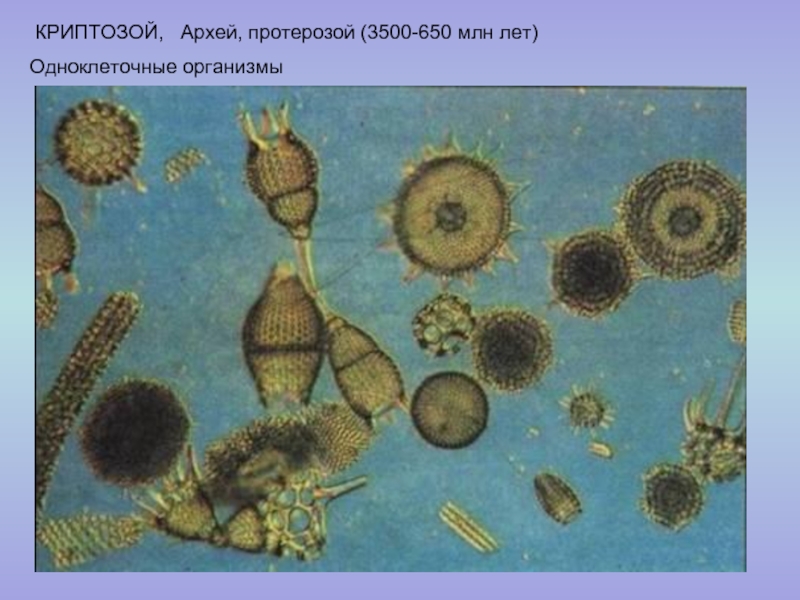 КРИПТОЗОЙ,  Архей, протерозой (3500-650 млн лет)Одноклеточные организмы