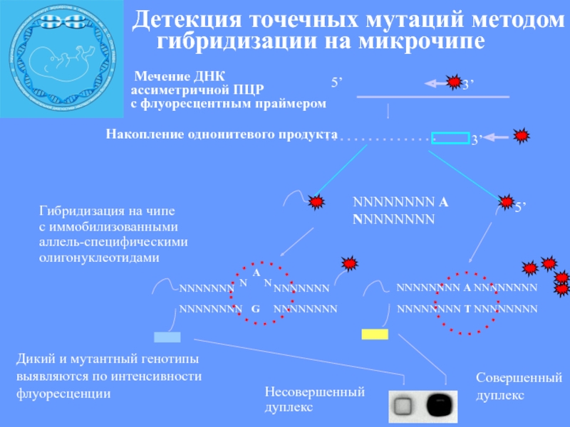 Детекция это. Методы детекции мутаций. ПЦР внесение точечных мутаций. Мутации ПЦР. Детекция точковых мутаций типа SNP метод.