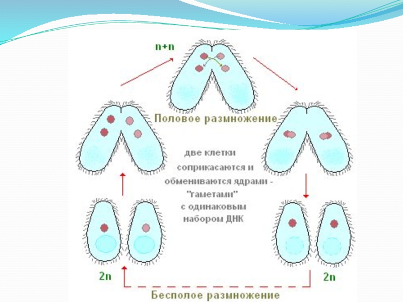 Конъюгация у инфузорий схема