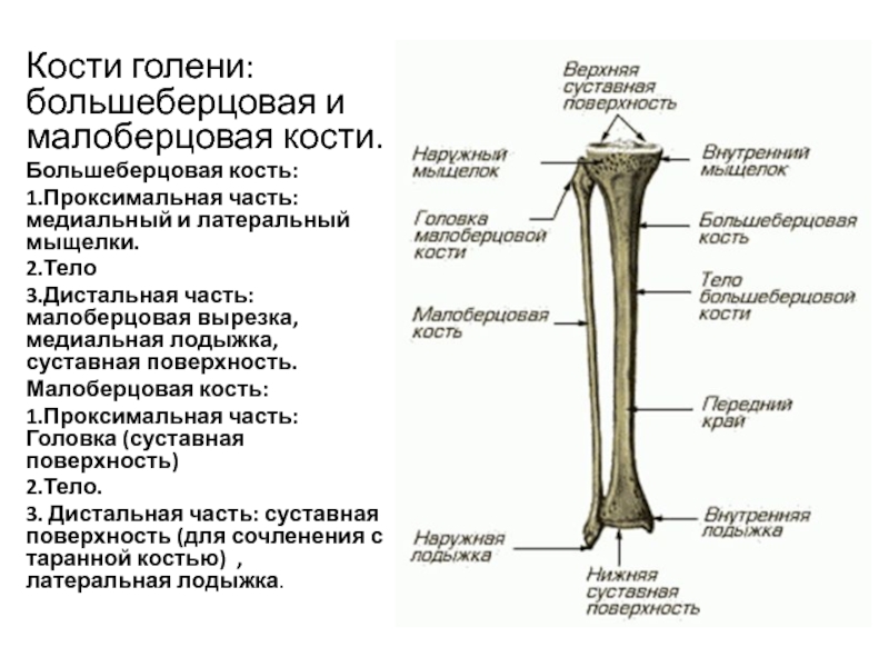 Берцовая кость где