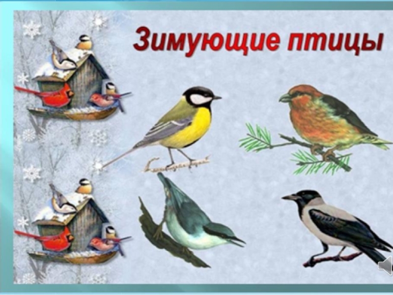 Презентация Зимующие птицы