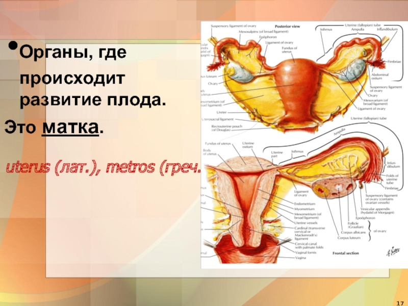 Половая система презентация