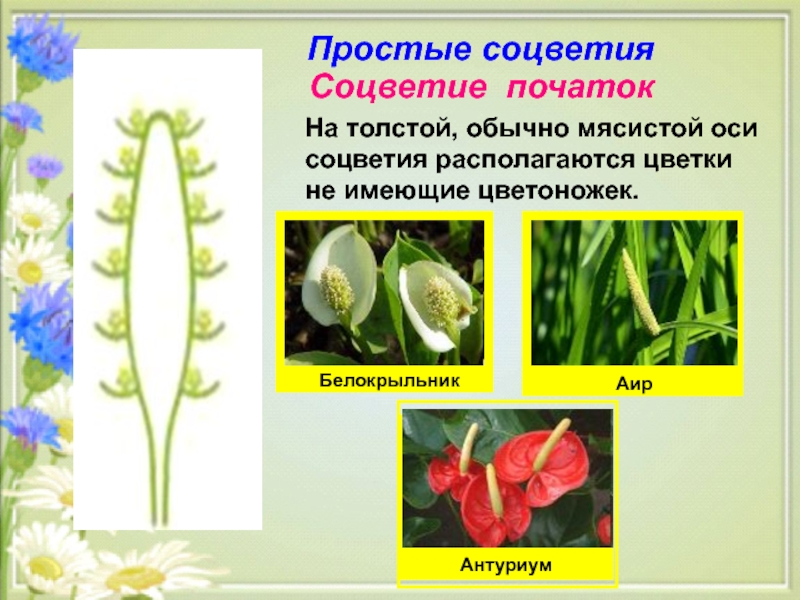Какое биологическое соцветие. Соцветие початок белокрыльник. Антуриум вид соцветия. Схема строения соцветия початок. Растения с соцветием початок.